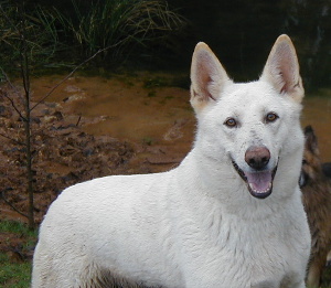 UKC CH Von Lexus Surefire