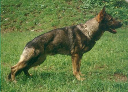 V Benny aus Kilkenny