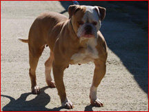 Thompson Mufoxy of Billy Bulldog