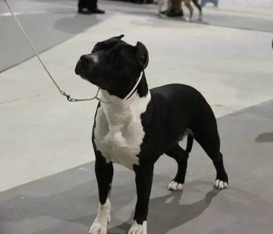 GRCH, 2016 National Speciality Brood Bitch Winner Justice Midnight Illusion