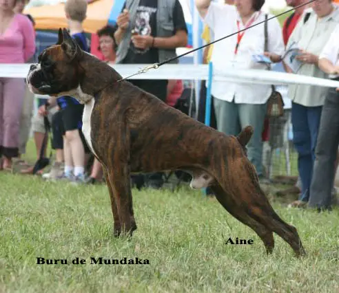 Buru de Mundaka