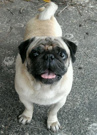 Vergaros Carikaiza Comet