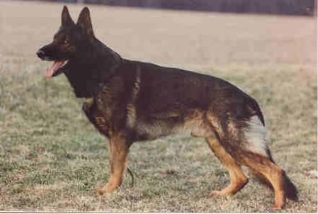 Gauner von der Gänsebrücke