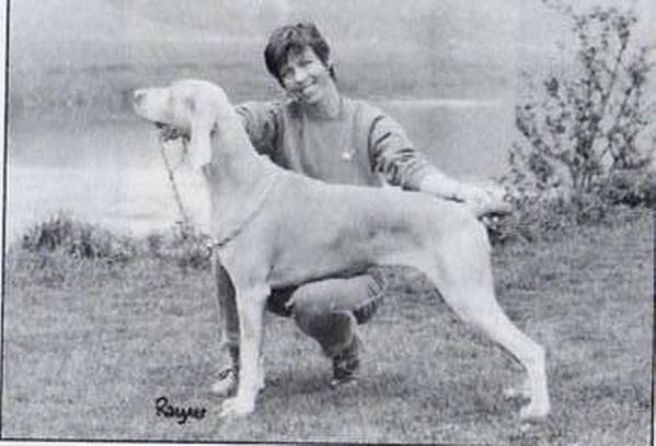 Sireva Limited Edition