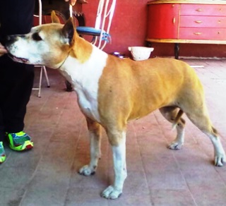 De Paco XZ That's Amore