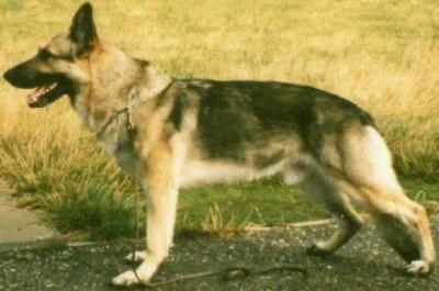 Cyto vom alten Forst