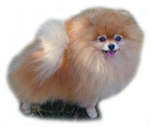 AM CH Nguyen Cory Loverboy of GQ