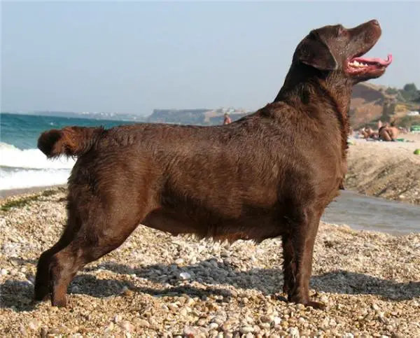 Holstep's Provocation