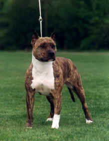 Patriot's Uncle Sam Dolly