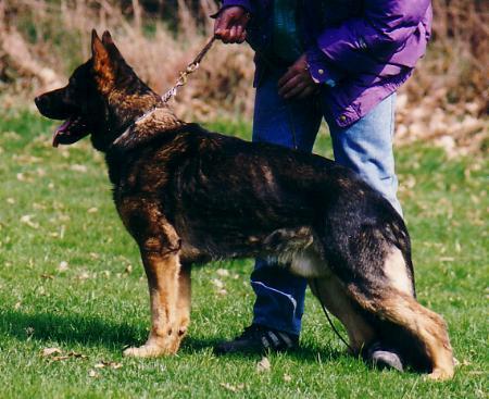 V Rocky von der bösen Nachbarschaft