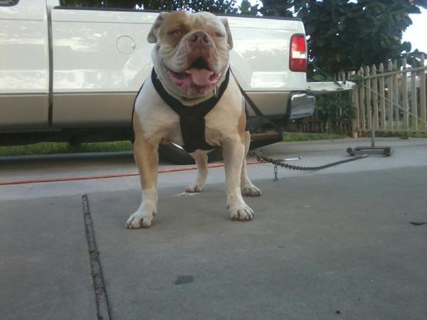 Warneke's Texas Gold