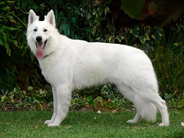 E'Prince of Trebons Berger Blanc