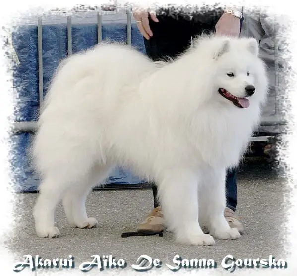 INT CH. MULTI CH Akarui Aiko De Sanna Gourska