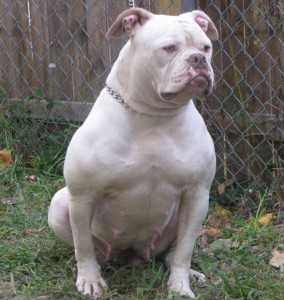 NAB's Candy Gal of Urban's