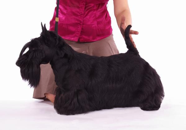 SPECIALTY WINNER, ELIS WYS-TABASKO