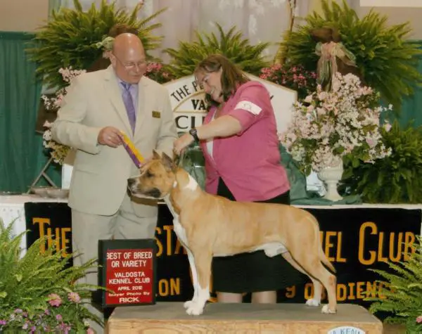 GCH Benmar's Shooter's Arrow