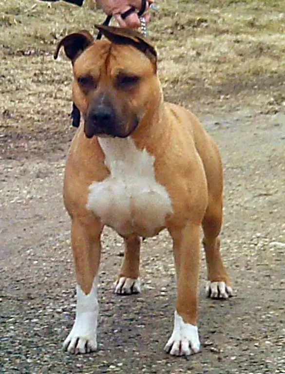 BENMAR OGOPOGO of COBBLESTONE