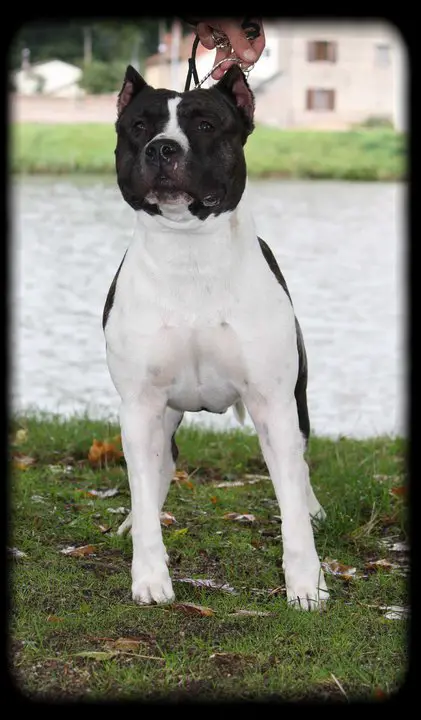 d'labotane ultimo junior du domaine de zeus