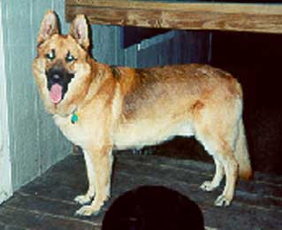 Tiger vom Wiesenborn