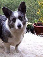 Bredwardine Blue Aimee At Gwenlais
