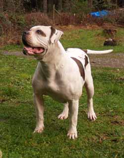 Pearson's Pepper Ann