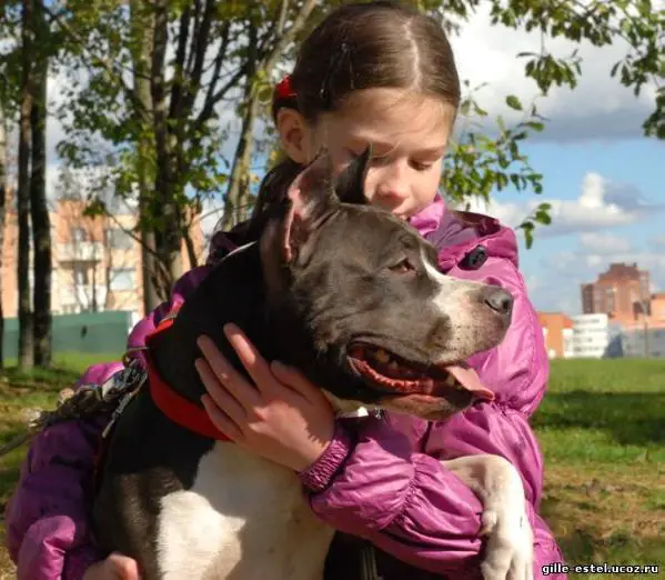 CH RUS, BLR, JCH RUS Stellar Vey Winzdora