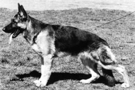 NUCH Gildewangen's Ringo