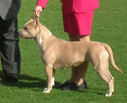 GCH, CH Aftershocks All That Jazz