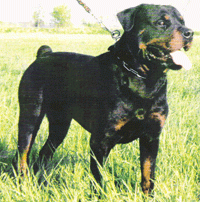 Arri vom Wilden Westen