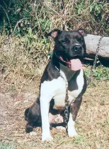 Lyntiki Pacific's Pride