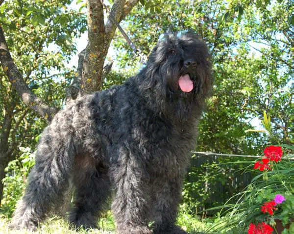 SLOVAK CHAMPION Gabi Cherry Remango