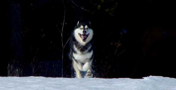 Mackinaw Sir Lancelot