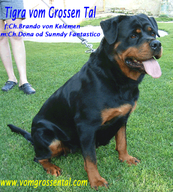 Tigra Vom Grossen Tal