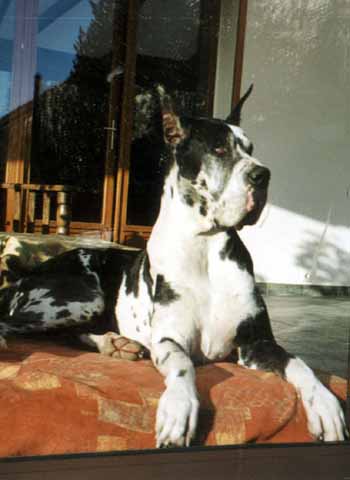 FR CH, CABIB, CACS, CACIB Julius d'Iskandar