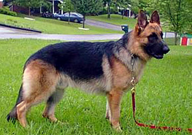 Seiko vom Fleischerheim