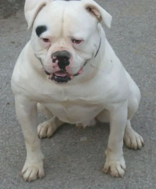 Bulls of Victory Cronos