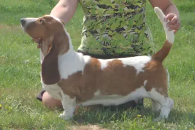 CH. Shecara's Wild Iris
