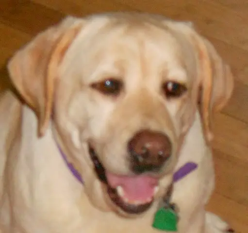 Cedar Valley's White Sequoia