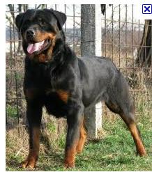 Romy Von der Scherau