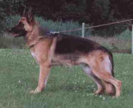 V Oscha zum Gigelsfelsen