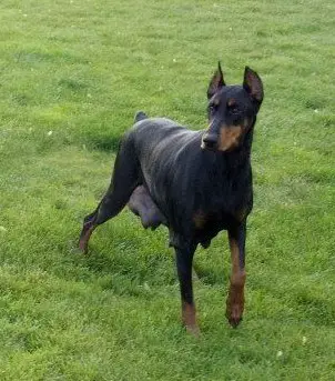 Zena Onyx Calypso