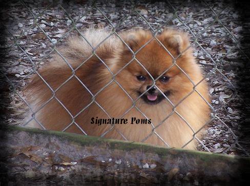 CH Signature's Ultimate Playboy