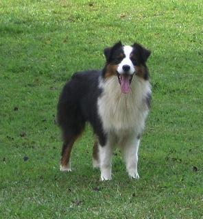 Pine Tree Farms Little Miss Cutter