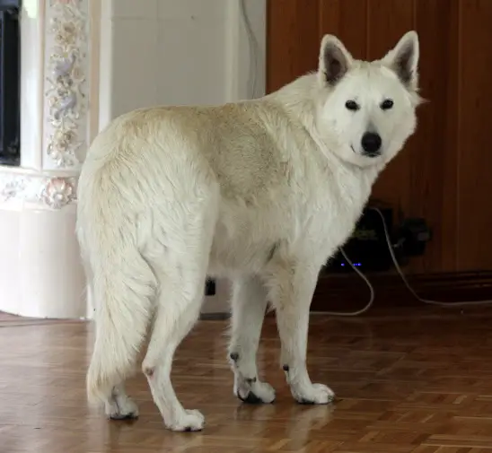 Ingrids Vita Afrodite