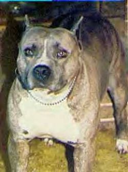 U-GRCH 'PR' Tyee's Cheyene Outlaw