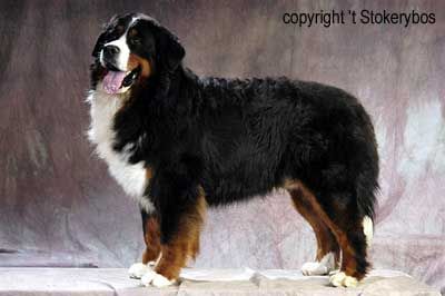 INTCH,CH-NL-B-LUX Aladdin Van'T Stokerybos