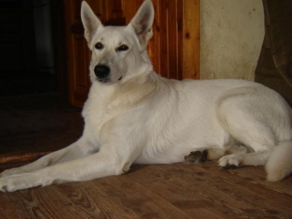 BEHEROVKA Fortunatus