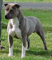 CH Hot Shot Hanna of Nevada