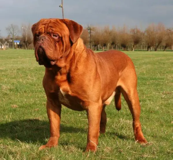 midnight express to rozeldogue