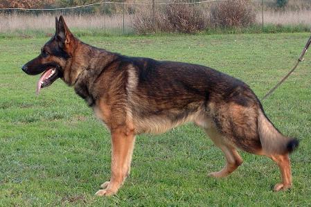 Axel della Decima Mas